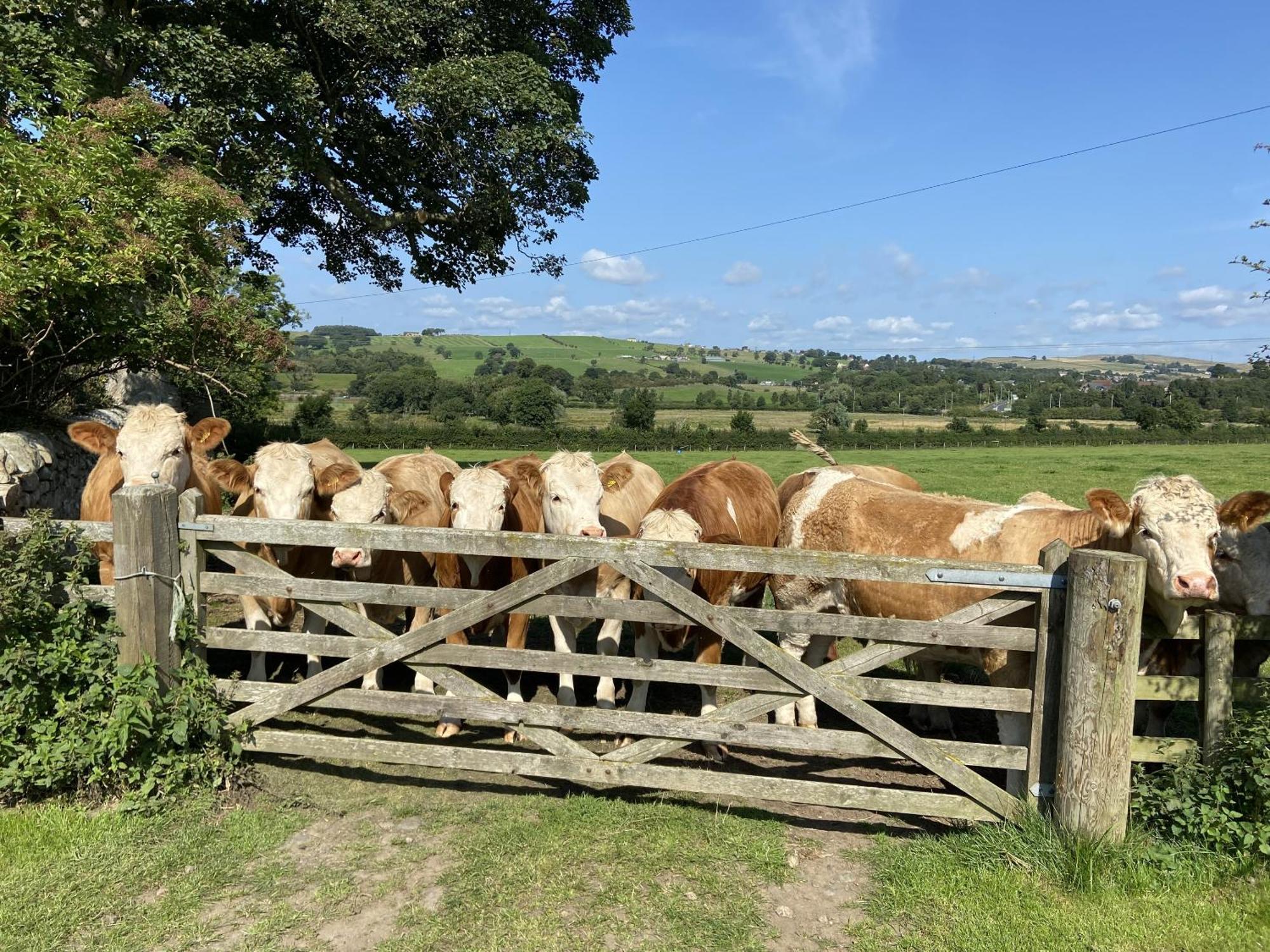Wydon Farm Bed And Breakfast Haltwhistle Ngoại thất bức ảnh